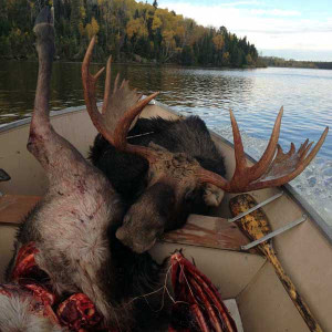 moose hunting lac seul golden eagle